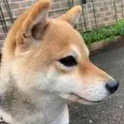 himeの画像