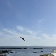 toshiの画像