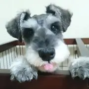 あさきち