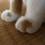 さささ