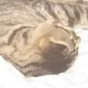 メダカ