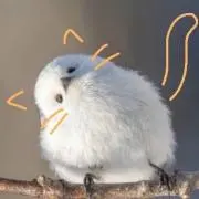 かなめの画像