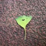 おっち