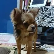 チコ太郎
