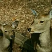 ナラシカ