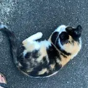 さっちゃん