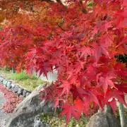 ゆうの画像