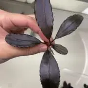 satoの画像