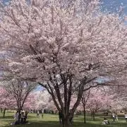 こひろの画像