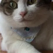 pepuの画像