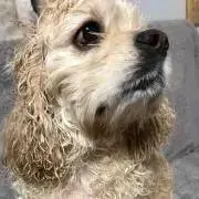 しらたの画像