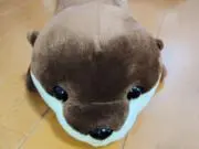 かわうそくんの画像