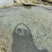 らんちゃんの画像