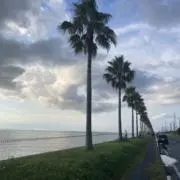 ボビの画像
