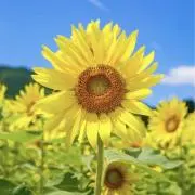 ☆☆himawari☆☆♪フォロー割♪の画像