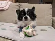 Image of チョコ