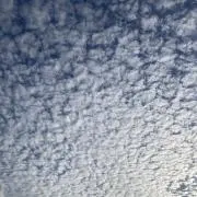 ショクニンの画像