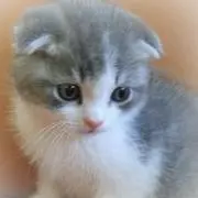櫃羽-ヒツバ-