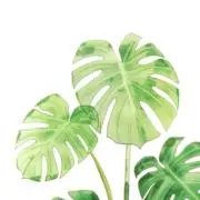 MON✦ フォローで5%OFF!!