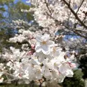 SAKURAの画像