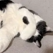 ばすてとの画像