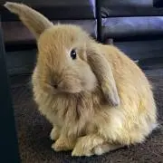 ☆メープル☆