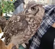 ミズキの画像