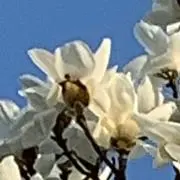 hakumokurenの画像