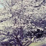 Image of メイ（プロフ必読）即日発送