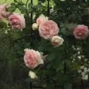 いろ