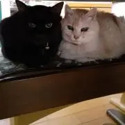 こうめ