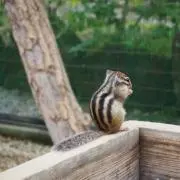 amosの画像