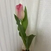 ネモフィラ128の画像