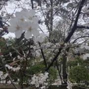 aqunoの画像