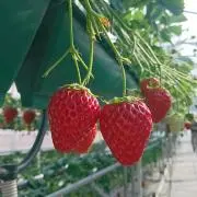 masumiの画像