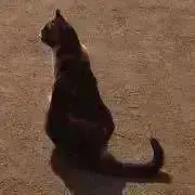 yawaの画像