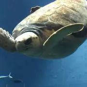 のあ