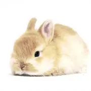 Peroの画像