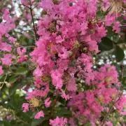 ちゅみの画像