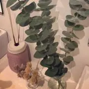キクの画像