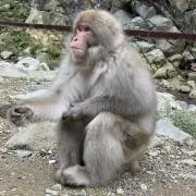 icchanの画像