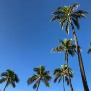 Kalの画像