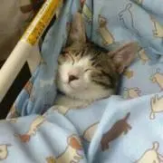 しえ