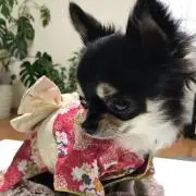 Hanaの画像