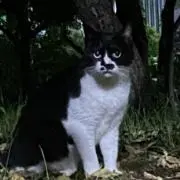 夜猫