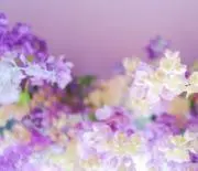 hi-momoの画像