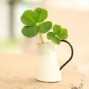 よつばの画像
