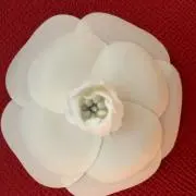 カメリアの画像