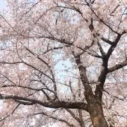 pommeの画像