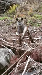 ブナ